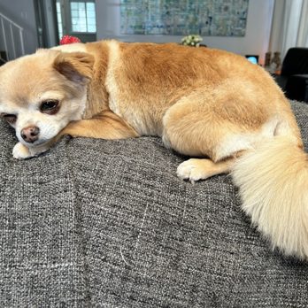 Fur Seasons Dog Spa - Relaxing after her grooming session! - Pet Groomers Near Me - Costa Mesa, California