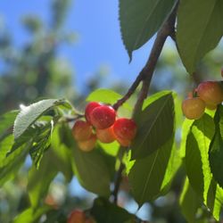 Harris Orchards