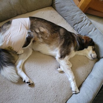 Sullivan Veterinary Hospital - Veterinarians Near Me - Sullivan, Missouri Sullivan Veterinary Hospital - Veterinarians Near Me - Sullivan, Missouri