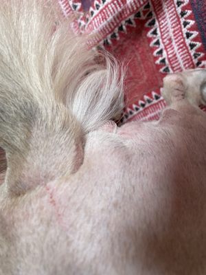 The Dog House by null