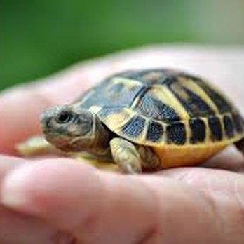 All Creatures Veterinary Hospital - Veterinarians Near Me - Wichita, Kansas All Creatures Veterinary Hospital - Veterinarians Near Me - Wichita, Kansas