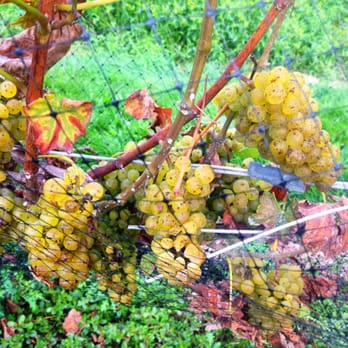 Chamard Vineyards - Grapes - Wineries Near Me - Clinton, Connecticut Chamard Vineyards - Grapes - Wineries Near Me - Clinton, Connecticut