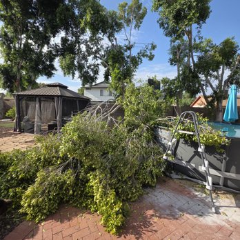 Tree Pros - Tree branch fell after storm. - Tree Services Near Me - Phoenix, Arizona Tree Pros - Tree branch fell after storm. - Tree Services Near Me - Phoenix, Arizona