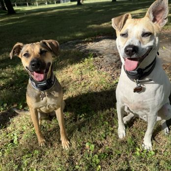 Smart Parke - Pet Boarding Near Me - Laguna Woods, California Smart Parke - Pet Boarding Near Me - Laguna Woods, California