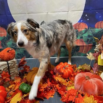 Camp Bow Wow - Fall picture day @ camp bow wow - Pet Boarding Near Me - Las Vegas, Nevada Camp Bow Wow - Fall picture day @ camp bow wow - Pet Boarding Near Me - Las Vegas, Nevada