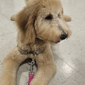 PetSmart Dog Training - Pet Training Near Me - Oceanside, California