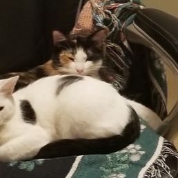 say hi to Cali and Dulce