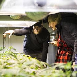 High 5 Tours - Sticky Fingers Organics