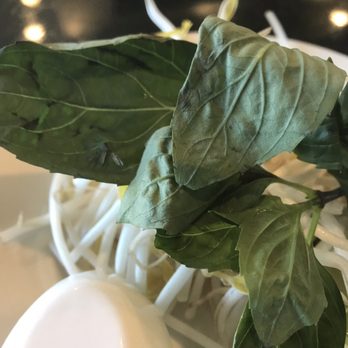 Pho Roswell - BUGS!!! They don't clean their greens! - Vietnamese Near Me - Roswell, Georgia Pho Roswell - BUGS!!! They don't clean their greens! - Vietnamese Near Me - Roswell, Georgia