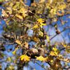Sugarloaf Open Space gift card
