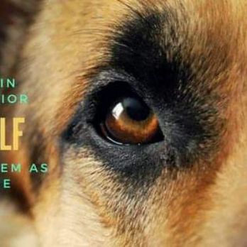 Embry Canine - Pet Training Near Me