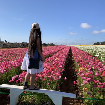 The Flower Fields - Pink ranucules - Venues & Event Spaces Near Me - Carlsbad, California The Flower Fields - Pink ranucules - Venues & Event Spaces Near Me - Carlsbad, California