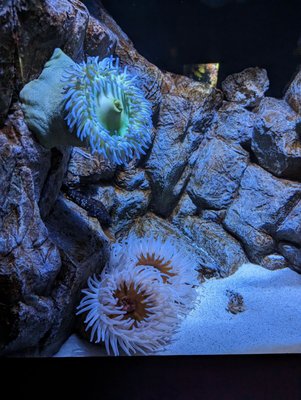 North Carolina Aquarium at Fort Fisher by null