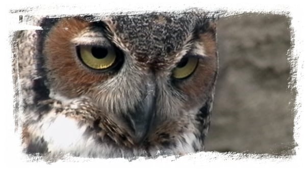 New York Institute of Photography by null