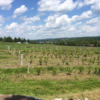 Le Cep d'Argent - a view of a vineyard - Wineries Near Me - Canton Magog, Quebec