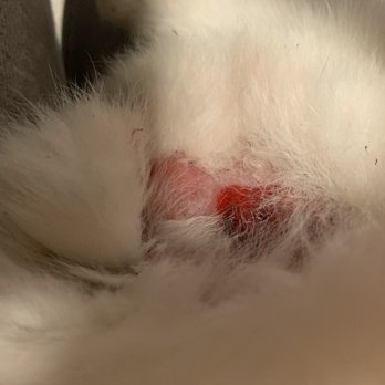 Camino Veterinary Hospital - First sign of being a problem with rabbit it acted normal - Veterinarians Near Me - San Clemente, California Camino Veterinary Hospital - First sign of being a problem with rabbit it acted normal - Veterinarians Near Me - San Clemente, California