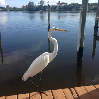 Casey Key Fish House - A friend during our dinner. - Seafood Near Me - Osprey, Florida