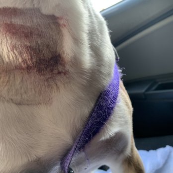 The Animedic - Razor cut from vet - Veterinarians Near Me - Philadelphia, Pennsylvania