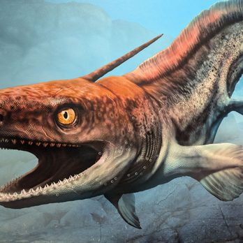 Witte Museum - Coelocanth - Museums Near Me - San Antonio, Texas Witte Museum - Coelocanth - Museums Near Me - San Antonio, Texas