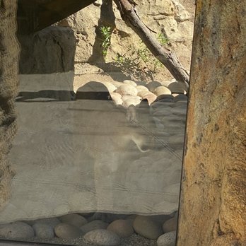 OC Zoo Irvine Regional Park - Mountain Lion - Parks Near Me - Orange, California OC Zoo Irvine Regional Park - Mountain Lion - Parks Near Me - Orange, California