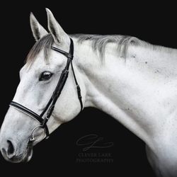 LH Riding Academy - Our beautiful Delilah