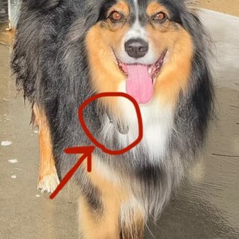 Comfy Home - Shock collar visible on him - Pet Boarding Near Me Comfy Home - Shock collar visible on him - Pet Boarding Near Me