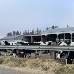 Redhead Creamery - Parking Lot