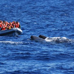 Futurismo Azores Adventures - Whales Azores