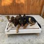 Kyser K9 Dog Training