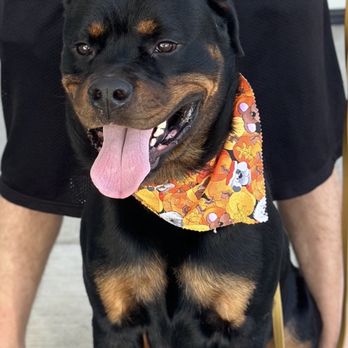 Vida pet grooming - Dog - Pet Sitting Near Me - Reseda, California