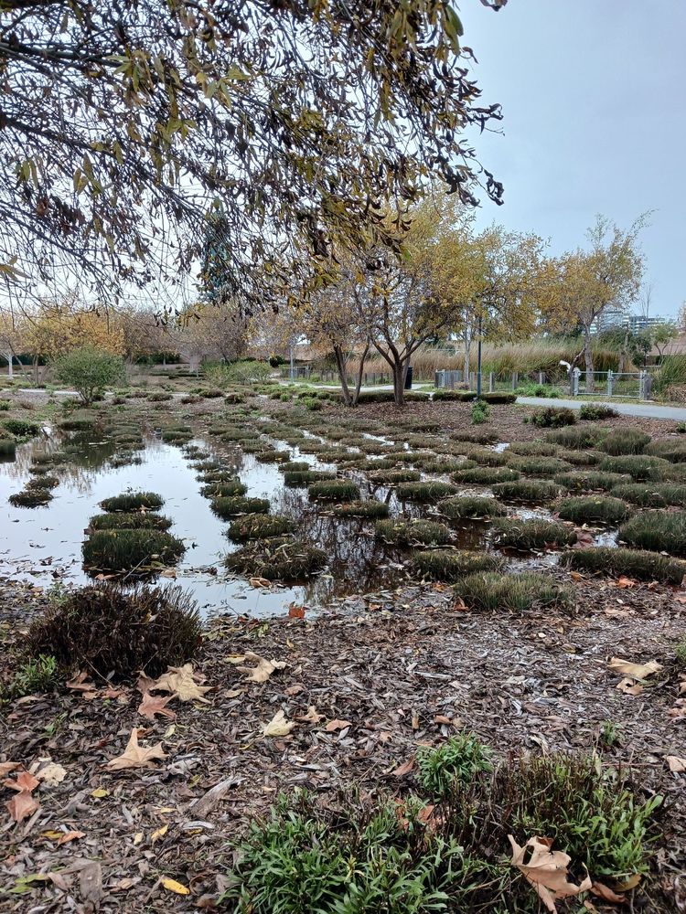 Bay Meadows Park Logo