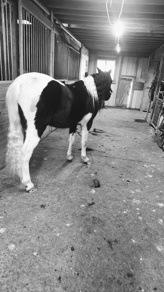 North Star Equine - equestrian in Holmesville, OH