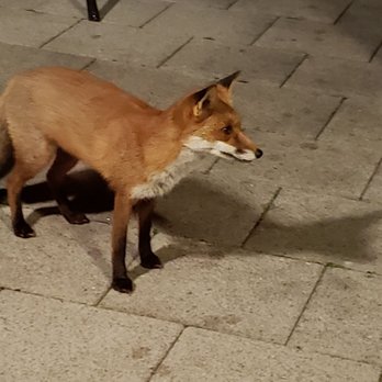 Lough Erne Resort - a fox at night outside of the lounge, so cute! - Hotels Near Me - Enniskillen, FER