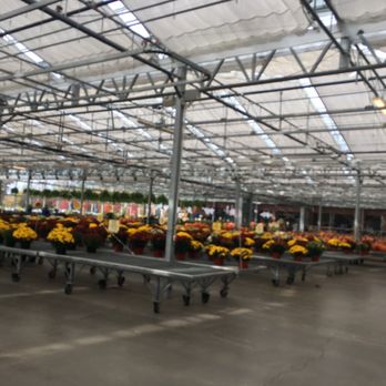 Niagara County Produce - Many mums! - Fruits & Veggies Near Me - East Amherst, New York Niagara County Produce - Many mums! - Fruits & Veggies Near Me - East Amherst, New York