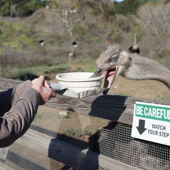 Ostrichland USA - Attraction Farms Near Me - Solvang, California