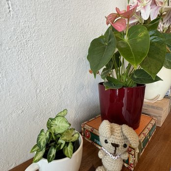 Lotus Cafe - BunBun checking out the decor - Coffee & Tea Near Me - Urban Honolulu, Hawaii Lotus Cafe - BunBun checking out the decor - Coffee & Tea Near Me - Urban Honolulu, Hawaii
