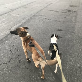 Paws On Doggy Daycare - Pet Boarding Near Me - Downey, California Paws On Doggy Daycare - Pet Boarding Near Me - Downey, California