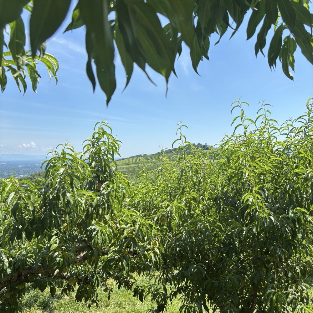 Carter Mountain Orchard - Pick Your Own Farms Near Me - Charlottesville, Virginia Carter Mountain Orchard - Pick Your Own Farms Near Me - Charlottesville, Virginia