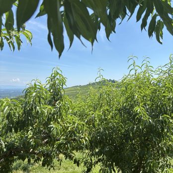 Carter Mountain Orchard - Pick Your Own Farms Near Me - Charlottesville, Virginia Carter Mountain Orchard - Pick Your Own Farms Near Me - Charlottesville, Virginia