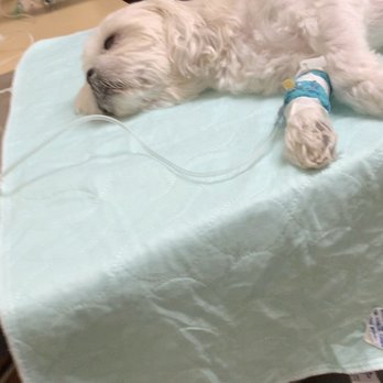 Wixom Family Pet Practice - Veterinarians Near Me - Wixom, Michigan