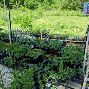 Arcadia Natives - Plants for sale - Nurseries & Gardening Near Me - Washington, Pennsylvania Arcadia Natives - Plants for sale - Nurseries & Gardening Near Me - Washington, Pennsylvania