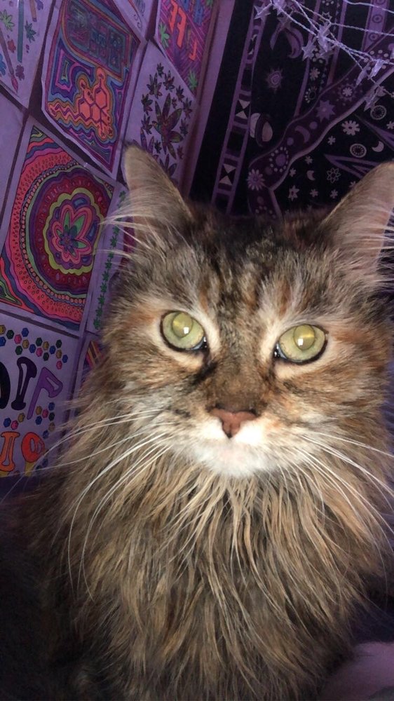 THORN AVENUE ANIMAL HOSPITAL Updated August 2024 15 Reviews 188 Thorn Ave, Orchard Park