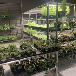 Inevitable Homegrown