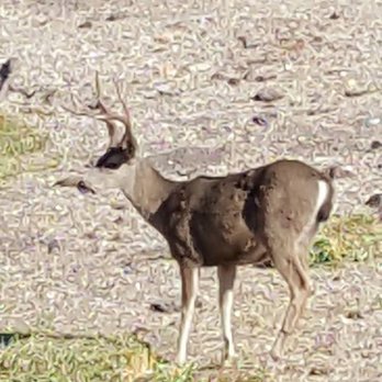 Native Hunt Enterprises - Coastal Blacktail X Mule Deer cross. Would YOU take this shot ? - Active Life Near Me - King City, California