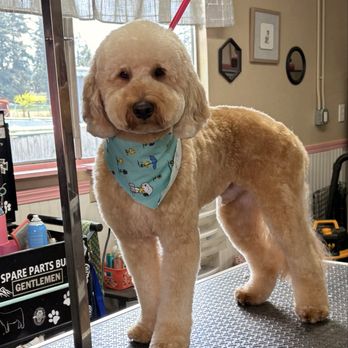 Justynes Dog Grooming - Pet Groomers Near Me - Spanaway, Washington Justynes Dog Grooming - Pet Groomers Near Me - Spanaway, Washington