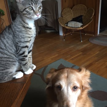 North Dekalb Veterinary - Veterinarians Near Me - Decatur, Georgia