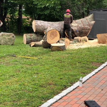 Velasquez Tree Services - A worker in a red helmet and dark clothing is cutting a large fallen tree in a yard with green grass and trees. The tree is positioned near a gray shed, and several cut logs are on the ground. A bottle of water and some equipment are visible on the brick pathway in the foreground. - Tree Services Near Me - Waltham, Massachusetts