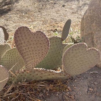 Eastern Sierra Interagency Visitor Center - Cactus with heart! - Visitor Centers Near Me - Lone Pine, California