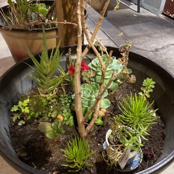 Seabrisa's Eatery - a potted succulent garden - Seafood Near Me - Hollister, California Seabrisa's Eatery - a potted succulent garden - Seafood Near Me - Hollister, California