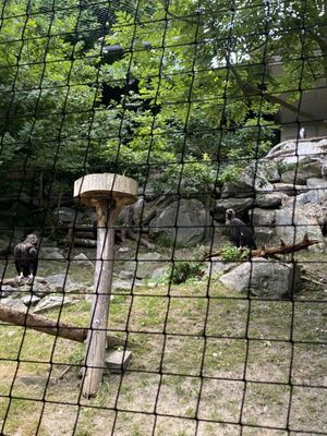 Alpenzoo Innsbruck - Tirol by null